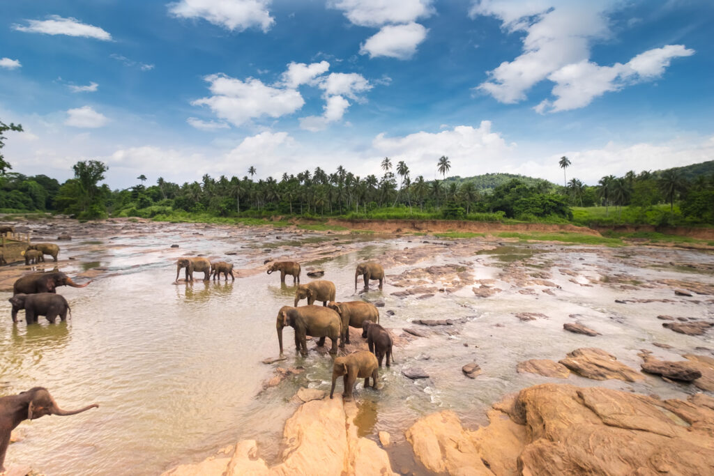 Elefanten Sri Lanka